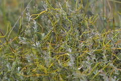 Cassytha paniculata