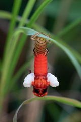 Huechys sanguinea