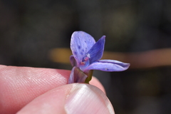 Thelymitra ixioides