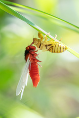 Huechys sanguinea