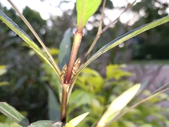 Ptyelinellus praefractus