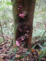 Syzygium cymosum