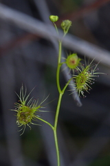 Drosera auriculata