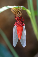 Huechys sanguinea