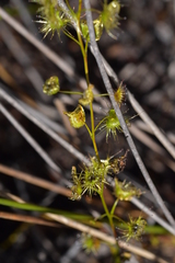 Drosera auriculata