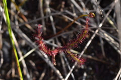 Drosera binata