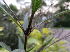 Ptyelinellus praefractus