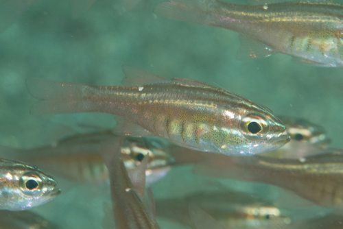 Moluccan cardinalfish (Ostorhinchus moluccensis) — Apogonidae — 2