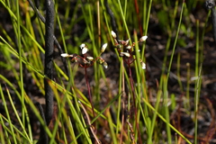 Drosera binata