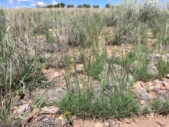 Muhlenbergia torreyi