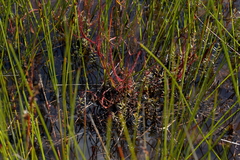 Drosera binata