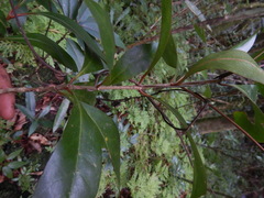 Coffea mauritiana