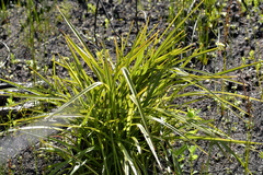 Dianella haematica