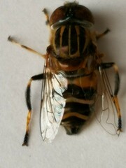 Eristalinus quinquestriatus