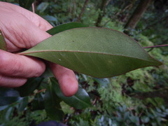 Coffea mauritiana