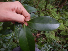 Coffea mauritiana