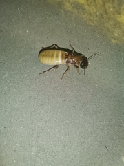 Hodotermes mossambicus