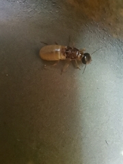 Hodotermes mossambicus