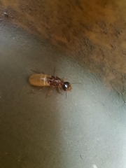 Hodotermes mossambicus