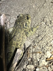 Anaxyrus boreas halophilus