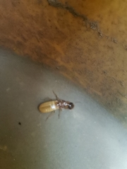 Hodotermes mossambicus