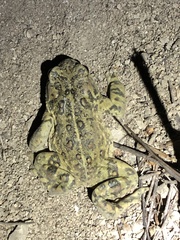 Anaxyrus boreas halophilus