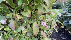 Viburnum rhytidophyllum