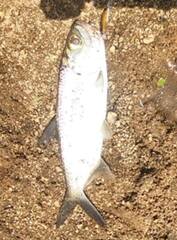 Megalops cyprinoides