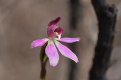 Caladenia minor