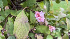 Viburnum rhytidophyllum