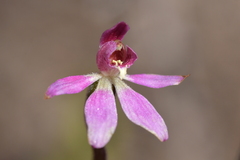 Caladenia minor