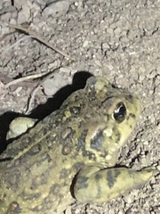 Anaxyrus boreas halophilus