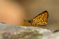 Ampittia virgata