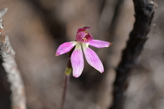 Caladenia minor