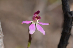 Caladenia minor