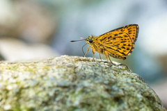 Ampittia virgata