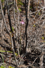 Caladenia minor