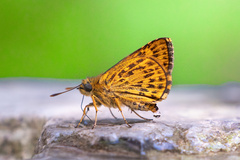 Ampittia virgata