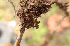 Tuckermanopsis americana