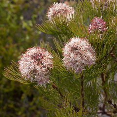 Serruria ascendens