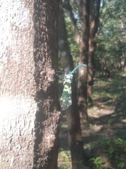 Pyrops viridirostris