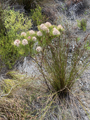 Serruria ascendens