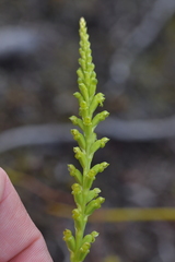 Microtis parviflora
