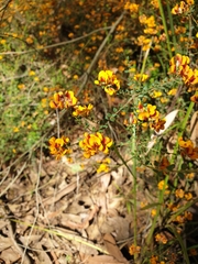 Pultenaea gunnii