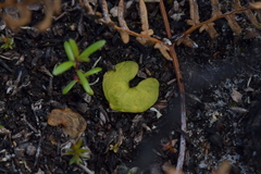Acianthus sinclairii