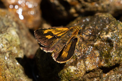 Ampittia virgata