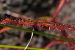 Drosera binata