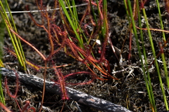 Drosera binata