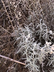 Pseudognaphalium microcephalum