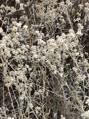 Pseudognaphalium microcephalum